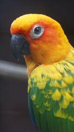 Close-up of parrot