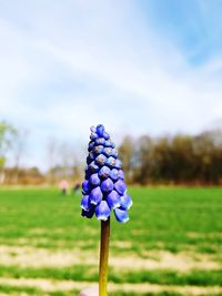 Close-up of purple flowering plant on field