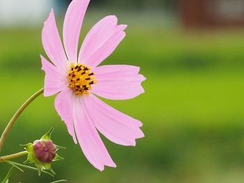 Close-up of pink cosmos flower