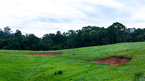 Scenic view of grassy field against sky