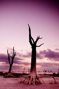 Bare tree on landscape against sky during sunset