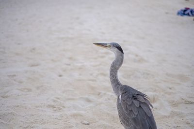 Close-up of a bird on sand