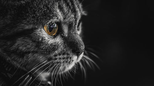 Close-up portrait of a cat