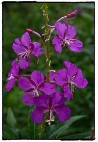 Close-up of flowers blooming outdoors