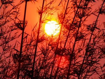Close-up of silhouette plants against orange sunset sky