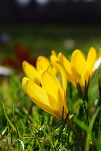 Close-up of yellow flower