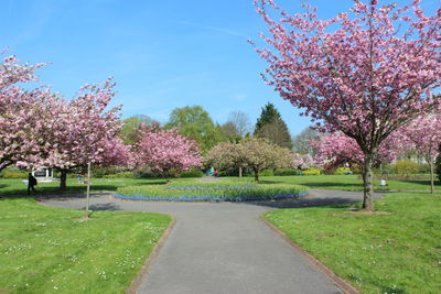 Trees with pink flowers in park