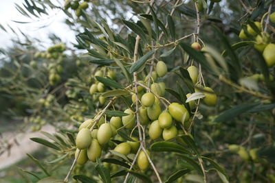 Low angle view of fruits on tree