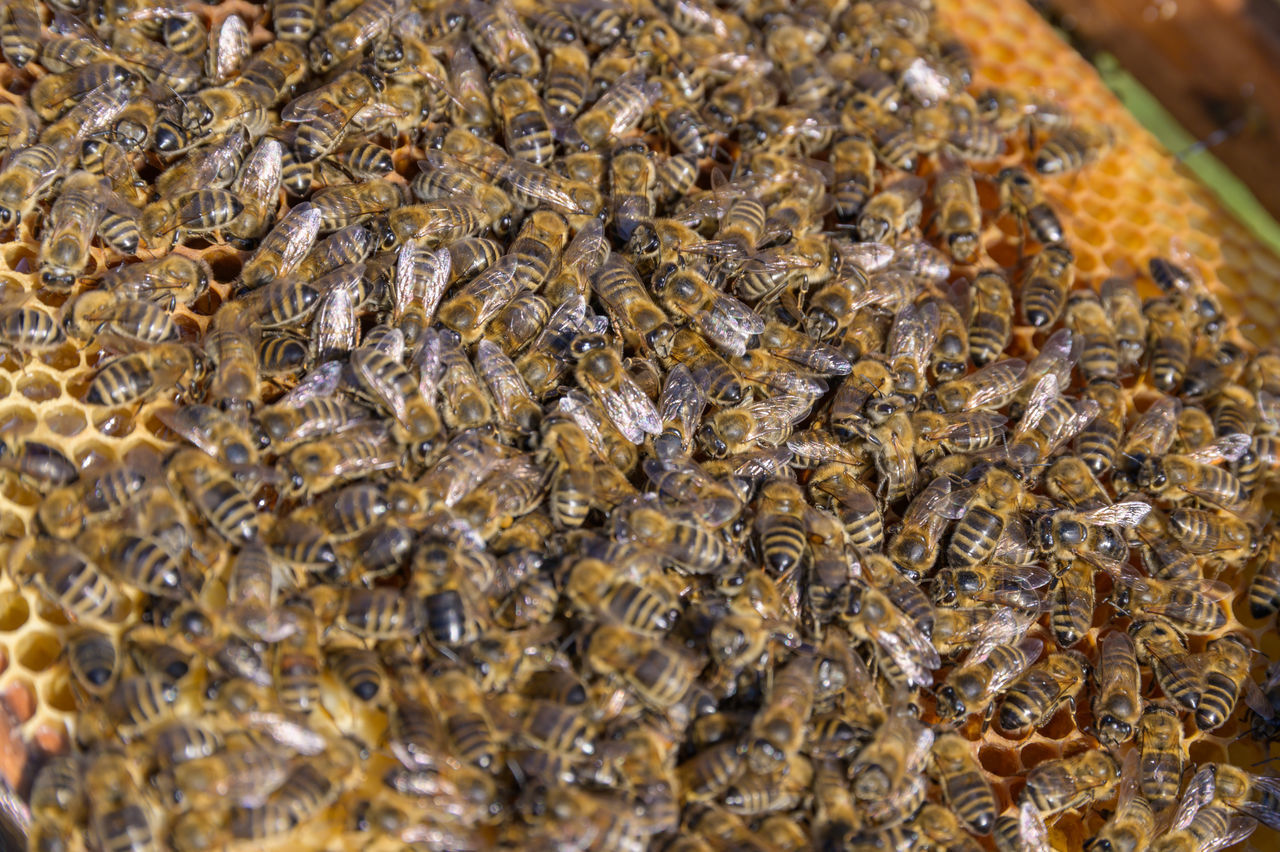 CLOSE-UP OF BEE ON THE BACKGROUND