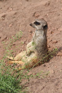 Close-up of a meerkat on field