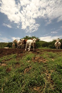 Cows standing in a field