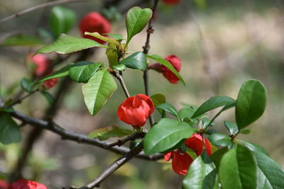 Close-up of red berries on plant