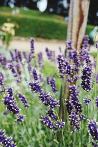 Close-up of lavender blooming on field