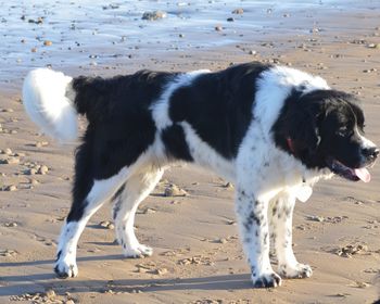 Dog standing on sand