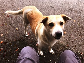 Low section of man standing with dog