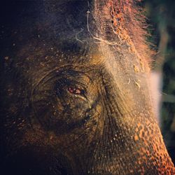 Elephant outside closeup