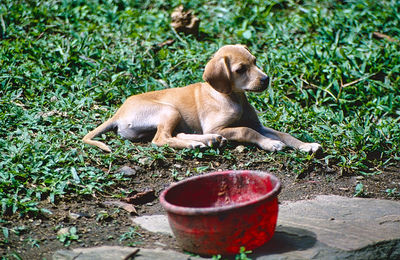 High angle view of dog on field