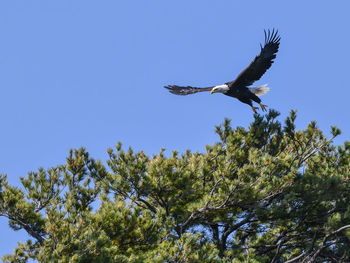 American bald eagle perched and soaring under blue sky