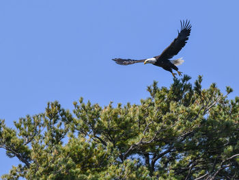 Low angle view of bird flying against clear blue sky