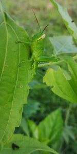 Close-up of insect on leaf