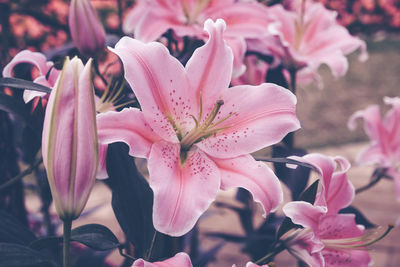 Close-up of pink flowers