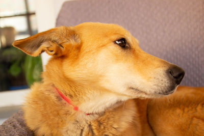 Close-up of a dog looking away