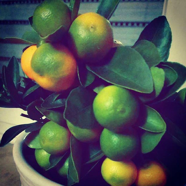 fruit, food and drink, healthy eating, food, freshness, indoors, green color, close-up, leaf, still life, table, grape, organic, lemon, no people, ripe, growth, apple, orange - fruit, apple - fruit