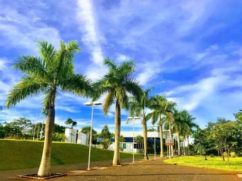 Palm trees against blue sky