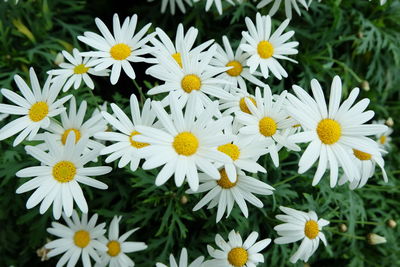 Close-up of white daisy flowers