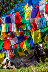Cow under buddhist prayer flags on kora around tsuglagkhang. mcleod ganj, himachal pradesh, india