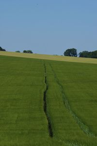 Scenic view of agricultural field against clear sky