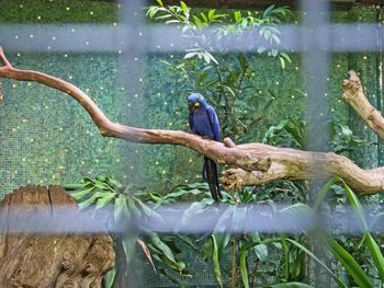 Close-up of parrot perching on tree branch