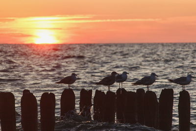 Seagulls flying over sea against sky during sunset