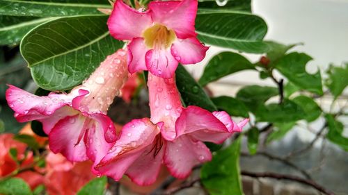 Close-up of wet pink flowers blooming outdoors