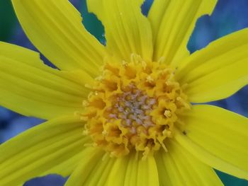 Close-up of yellow flower blooming outdoors