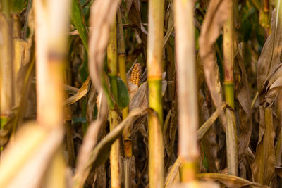 Close-up of lizard on plant at field