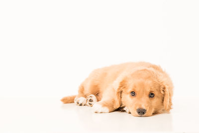 High angle view of golden retriever against white background
