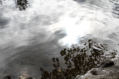 High angle view of tree floating on lake