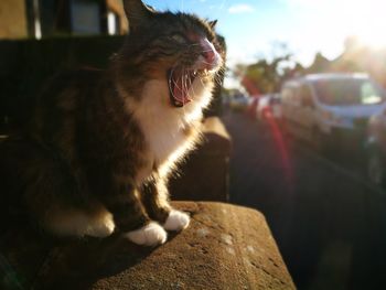 Close-up of cat yawning