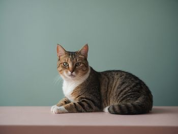 Close-up of cat looking away