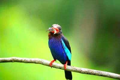 Close-up of bird perching on branch