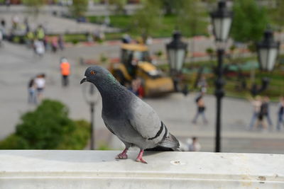 Close-up of pigeon perching on a wall