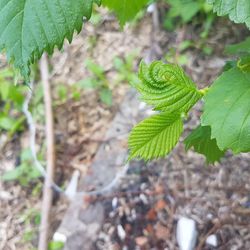 Close-up of fresh green leaves on land