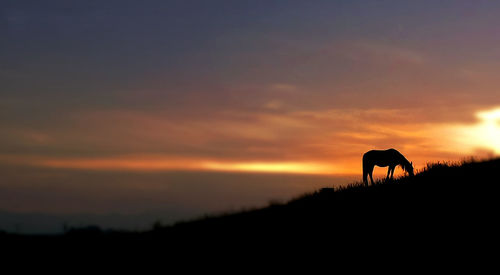 Silhouette horses on landscape against sky during sunset