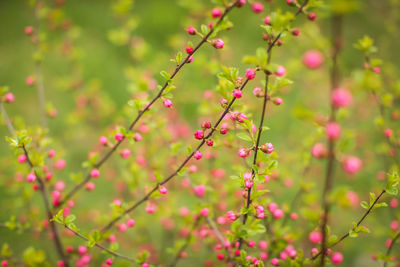 Close-up of red flowering plant