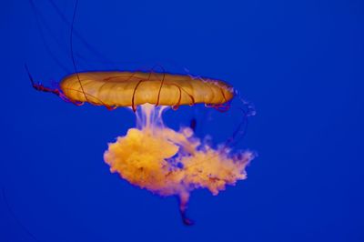Close-up of jellyfish against blue background