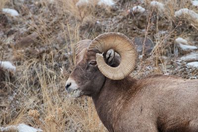 Male mountain sheep with full curl horns in yellowstone national park