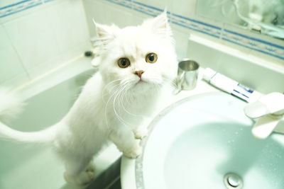 Portrait of cat rearing on sink