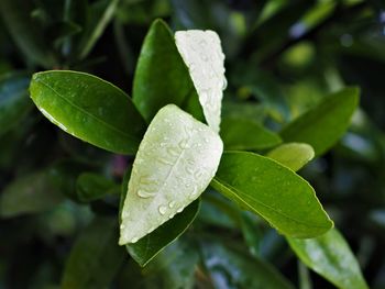 Close-up of raindrops on leaves