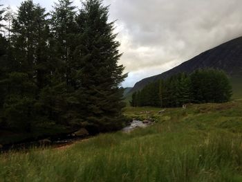 Scenic view of river with trees in background